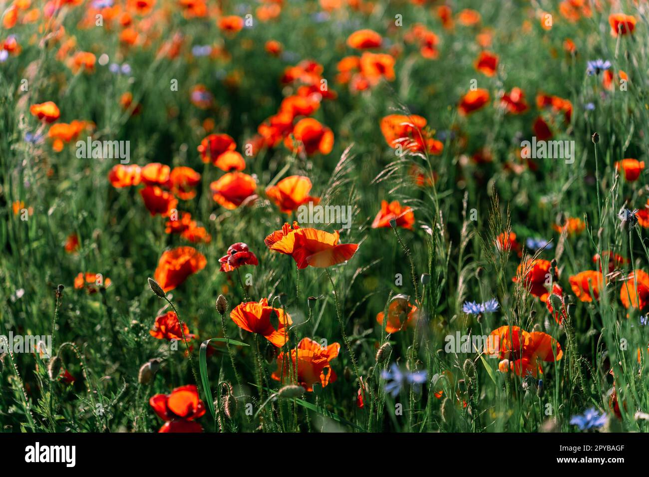 Im Frühsommer blühen wilde Mohnblumen auf dem Feld Stockfoto