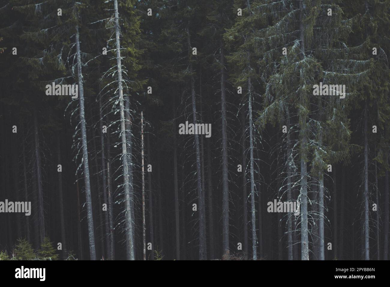 Lange, dünne Kiefern in dunkler Landschaft Foto Stockfoto