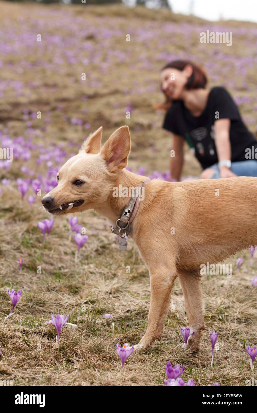 Nahaufnahme des chihuahua Hundes, der Zeit mit dem Besitzer auf einem Crocus Meadow Konzeptfoto verbringt Stockfoto