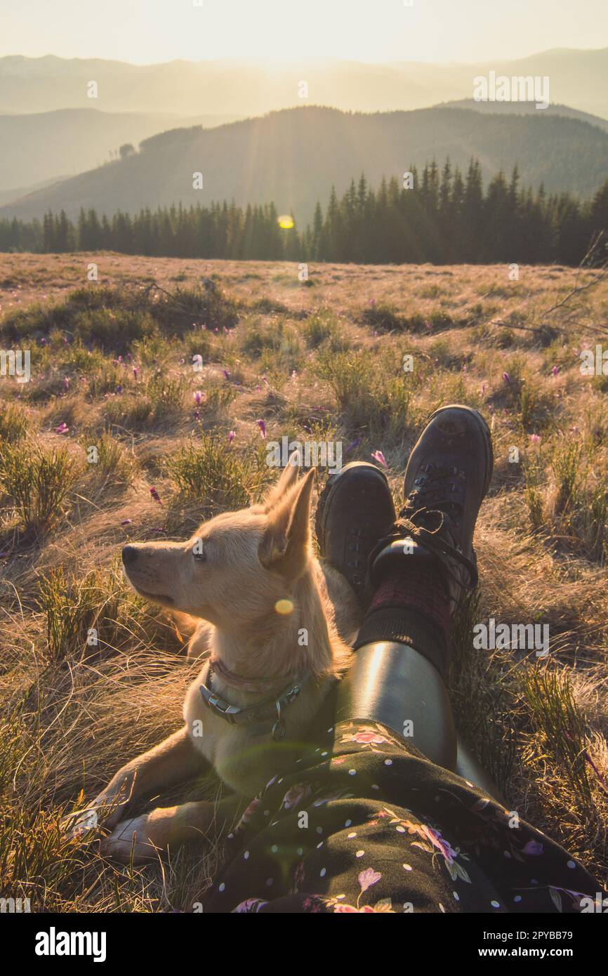 Nahaufnahme des niedlichen Hundes, der neben gekreuzten Reisebeinen liegt Konzeptfoto Stockfoto