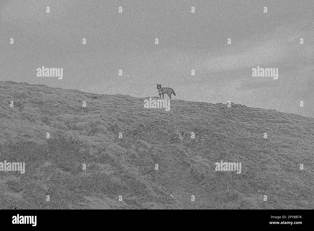 Haushund auf blühendem trockenem Gras am Hang gravierende handgezeichnete Skizze Stockfoto