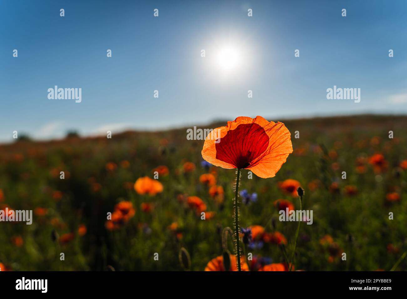 Leuchtend rote Feldmohnblume auf einem Feld im Sonnenlicht Stockfoto