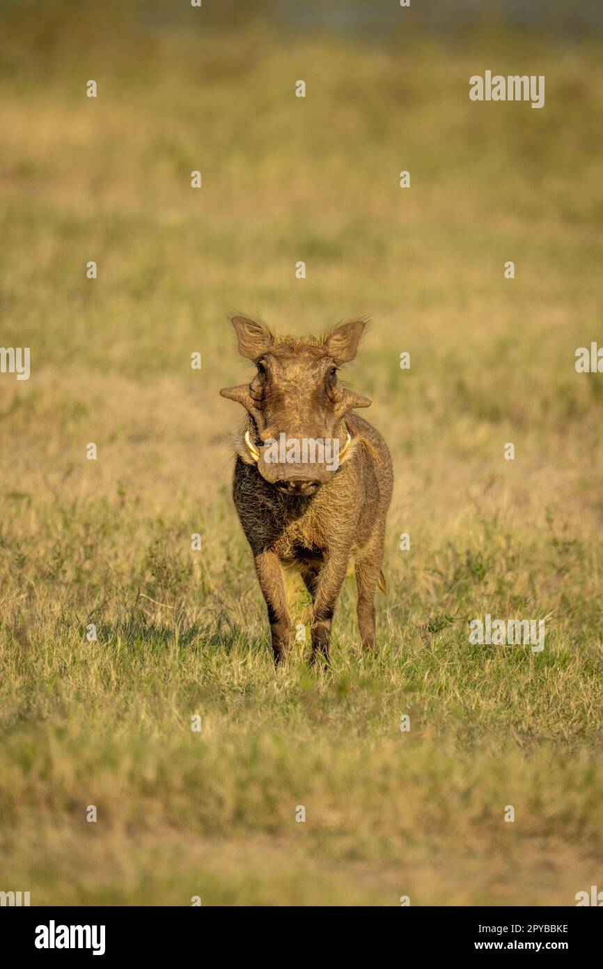 Gewöhnliches Warzenschwein steht auf dem Gras mit Blick auf die Linse Stockfoto