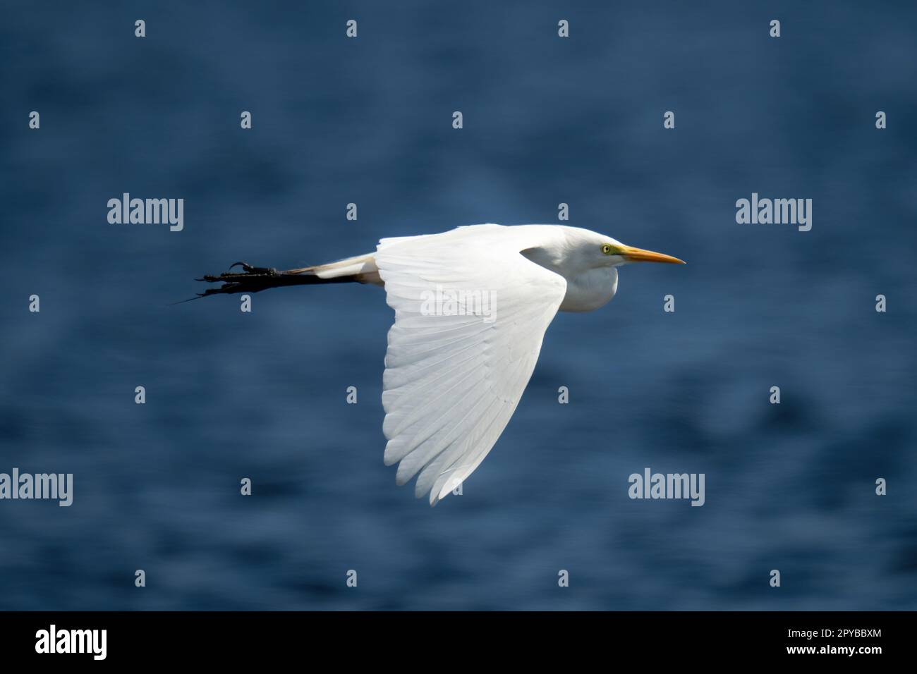 Der große Reiher fliegt im Sonnenschein über dem Fluss Stockfoto