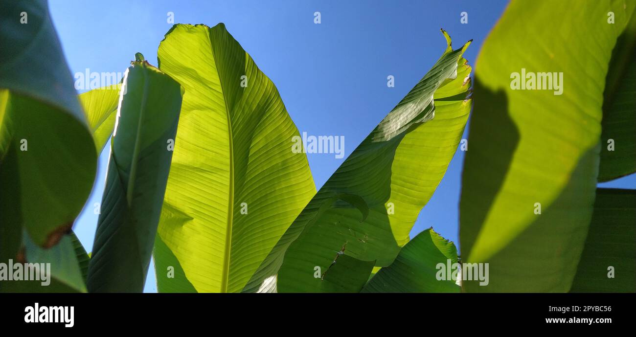 Grüne Bananenblätter in der Natur, Bananenblätter, Banner Stockfoto