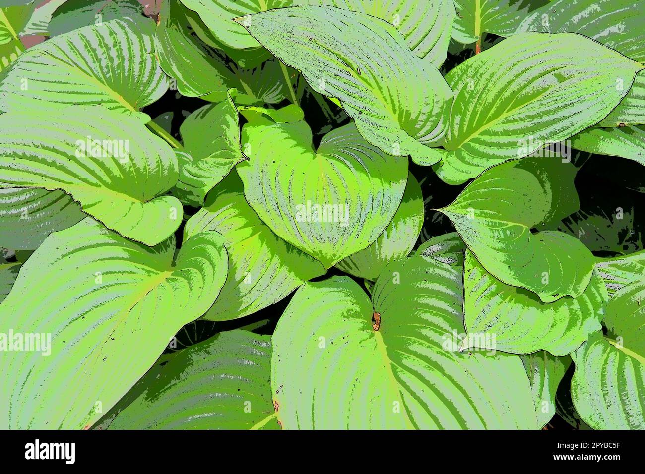 Hosta ist eine Gattung mehrjähriger krautiger Pflanzen der Familie Asparagus, die früher zur Familie Liliaceae gehörte. Große Hosta-Blätter. Blumenzucht und Landschaftsgestaltung. Einfarbiger grüner Ton Stockfoto