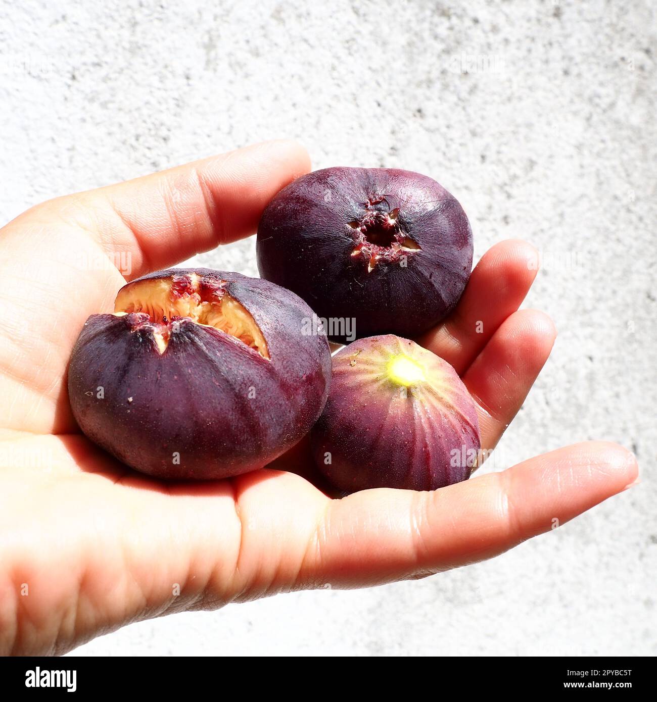 Feigen- oder Feigenbaum oder Feigenbaum oder Ficus carica ist eine subtropische Laubpflanze der Gattung Ficus der Familie Mulberry. Gesundes Essen. Reife lila Feigenfrüchte in der Handfläche einer Frau. Stockfoto