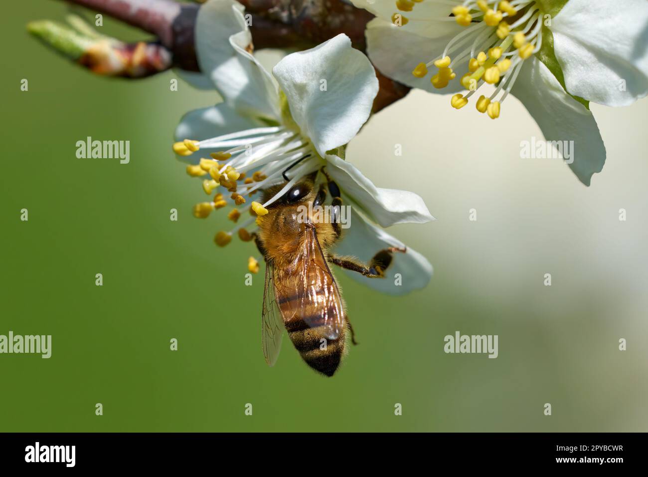 Westliche Honigbiene hängt in der Blüte eines Pflaumenbaums Stockfoto