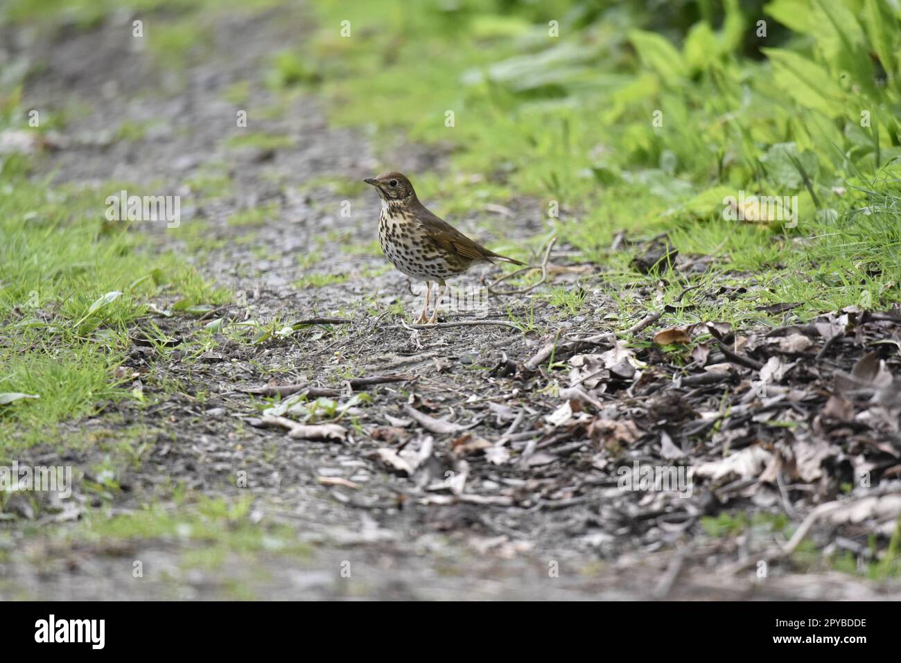 Linkes Profilbild eines Song Thrush (Turdus philomelos), der auf einem schlammigen Waldweg mit Gras auf beiden Seiten steht, aufgenommen im April in Mid-Wales, Großbritannien Stockfoto