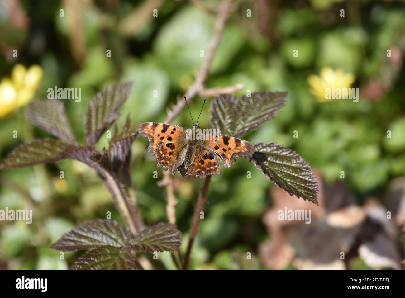 Comma Butterfly (Polygonia c-Album) mit Blick auf ein sonniges Nettle Leaf, Wings Open With a Green Foliage Background, aufgenommen im April in Mid-Wales, Großbritannien Stockfoto