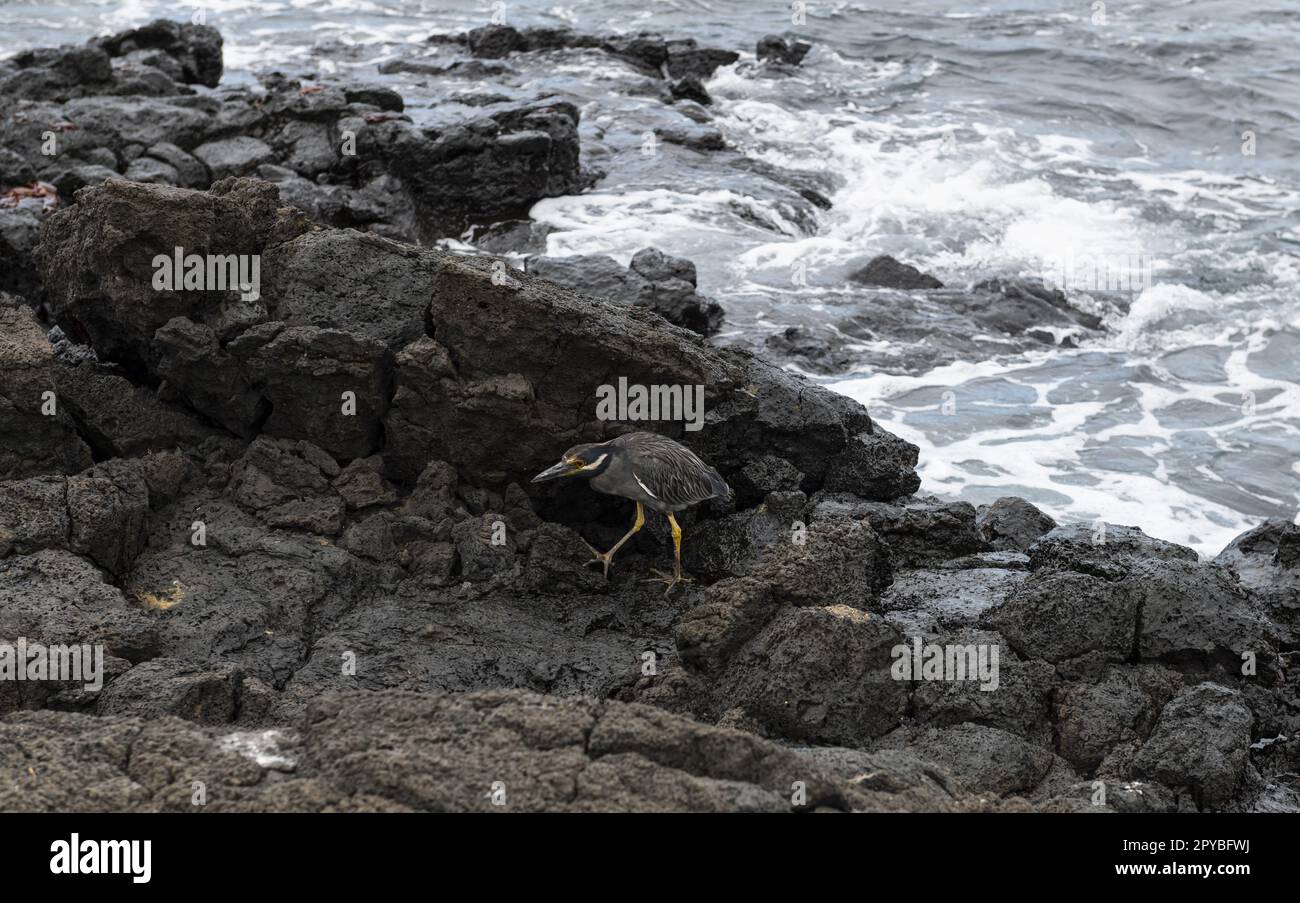 Streifenreiher an der Küste von Floreana auf den Galápagos-Inseln Stockfoto