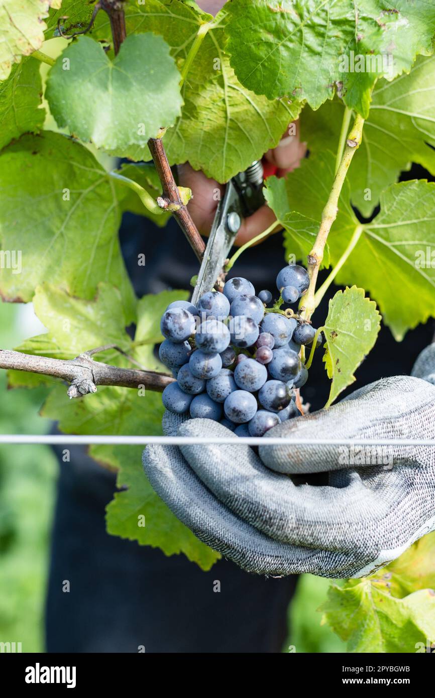 Am 6. Oktober 2022 pflückten die Weinkellerei Tillingham in Rye in East Sussex, England. Kredit: SMP News Stockfoto