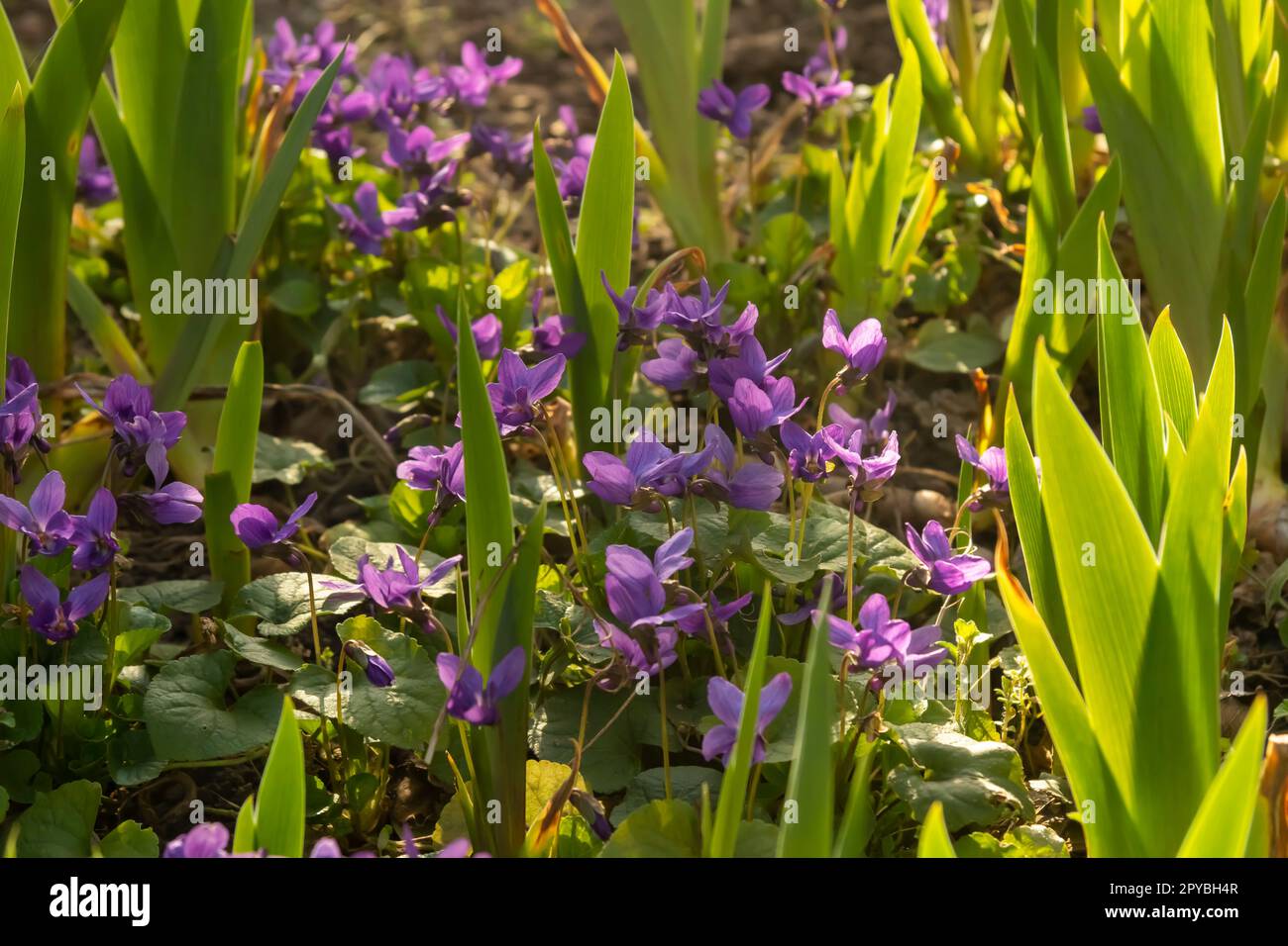 Violette Blume, violette Odorata, süßes Violett, blaue Blüten Stockfoto