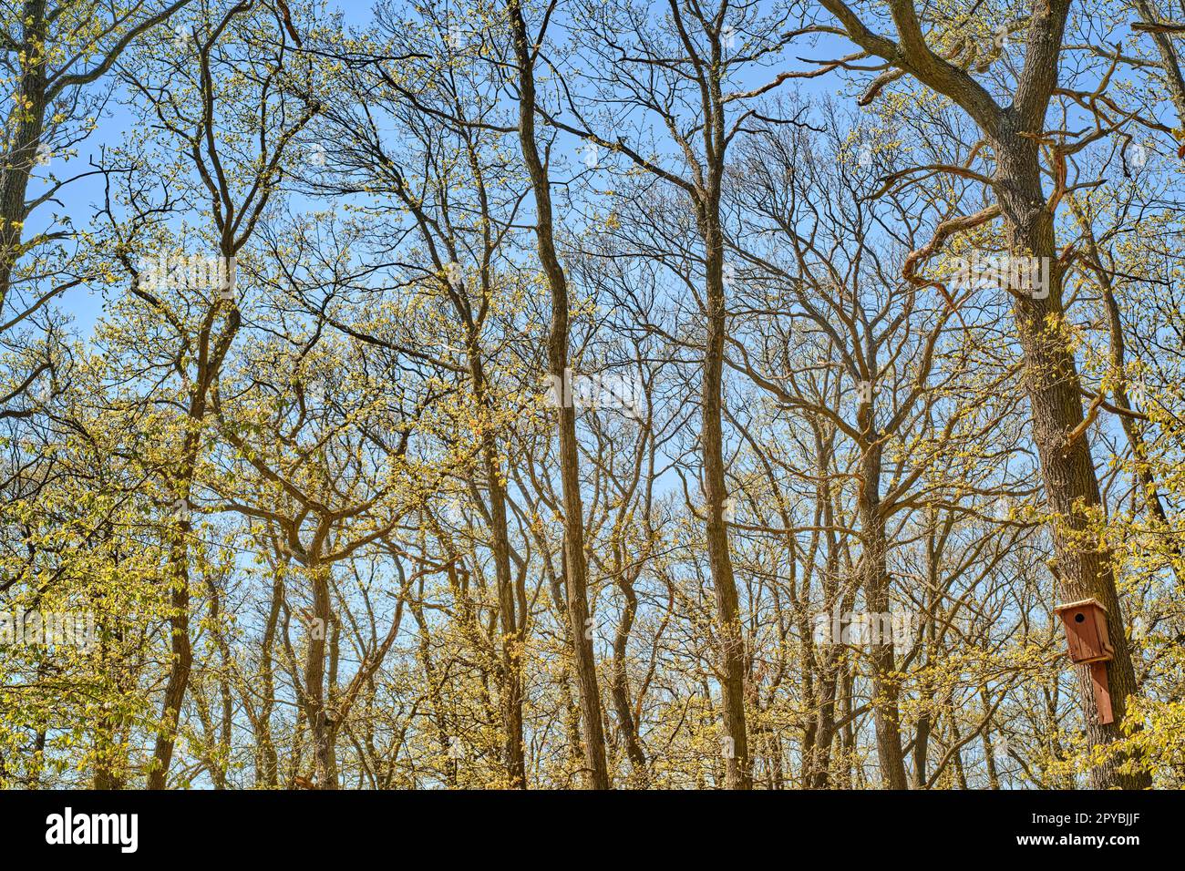 Sonnige, farbenfrohe, geschwungene Äste eines jungen Waldes an einem sonnigen Frühlingstag mit blauem Himmel im Hintergrund und einem Vogelhaus in der rechten Ecke. Stockfoto