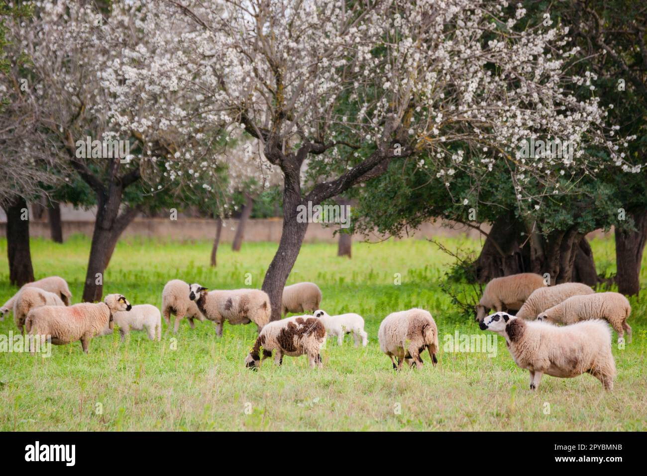 almendros en flor, S' Esglaieta, Esporlas, mallorca, islas baleares, España, europa Stockfoto