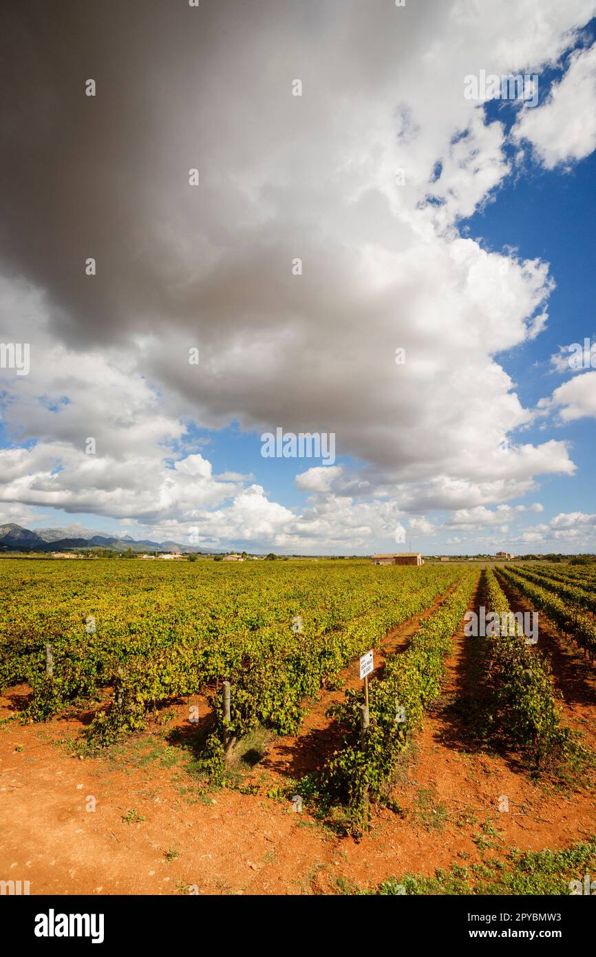 Weinberg, Santa Maria, Mallorca, balearen, spanien, europa Stockfoto