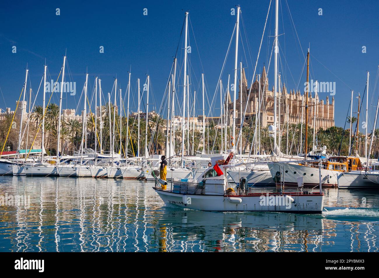 Catedral de Palma desde Moll de la Riba, Palma, mallorca, islas baleares, españa, europa Stockfoto