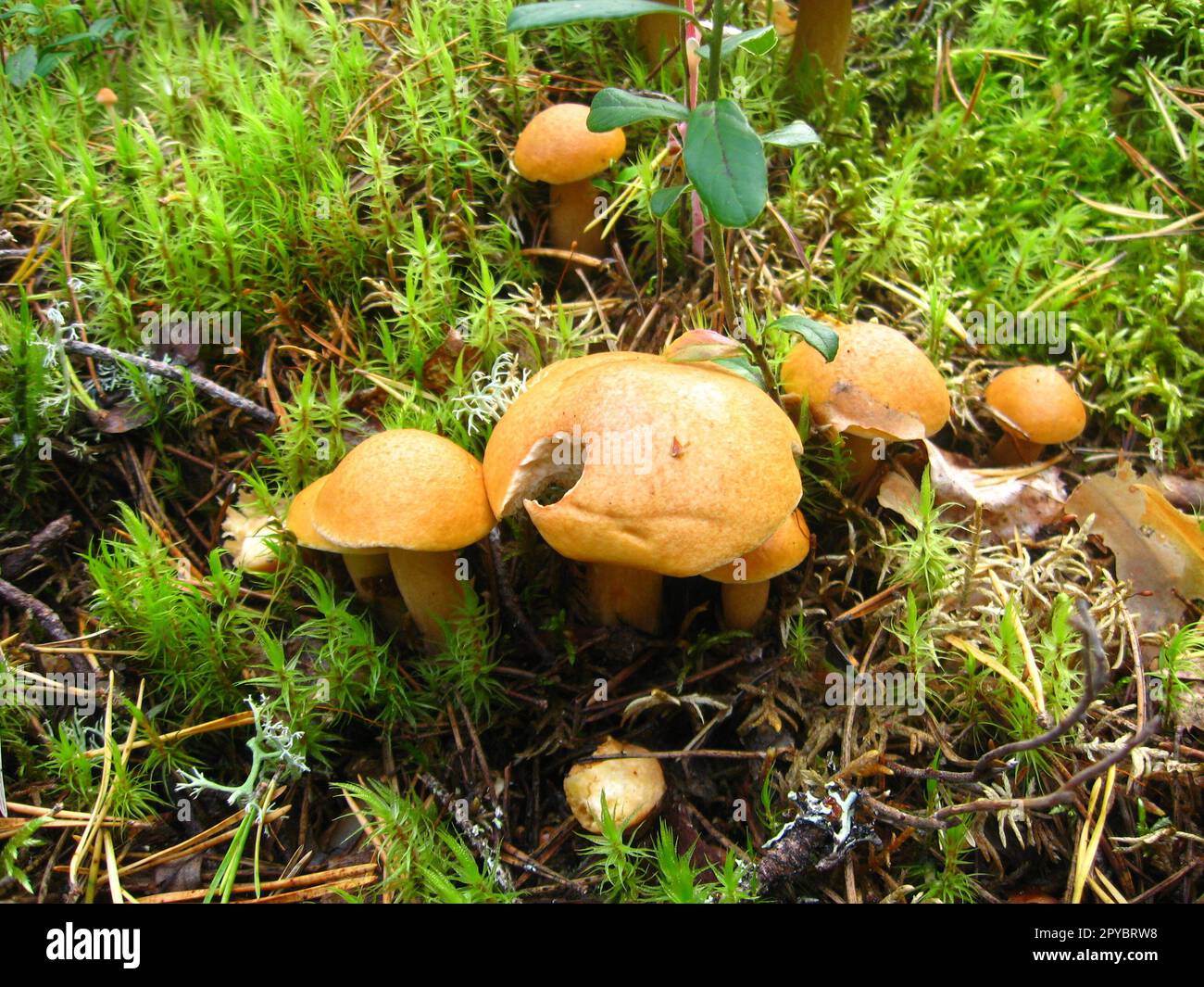 Rote, orangefarbene Waldpilze, ähnlich wie Pfifferlinge oder Honigpilze. Pilze, die von Tieren oder Amphibien gefressen werden. Pilze im Moos. Karelien, Russland Stockfoto