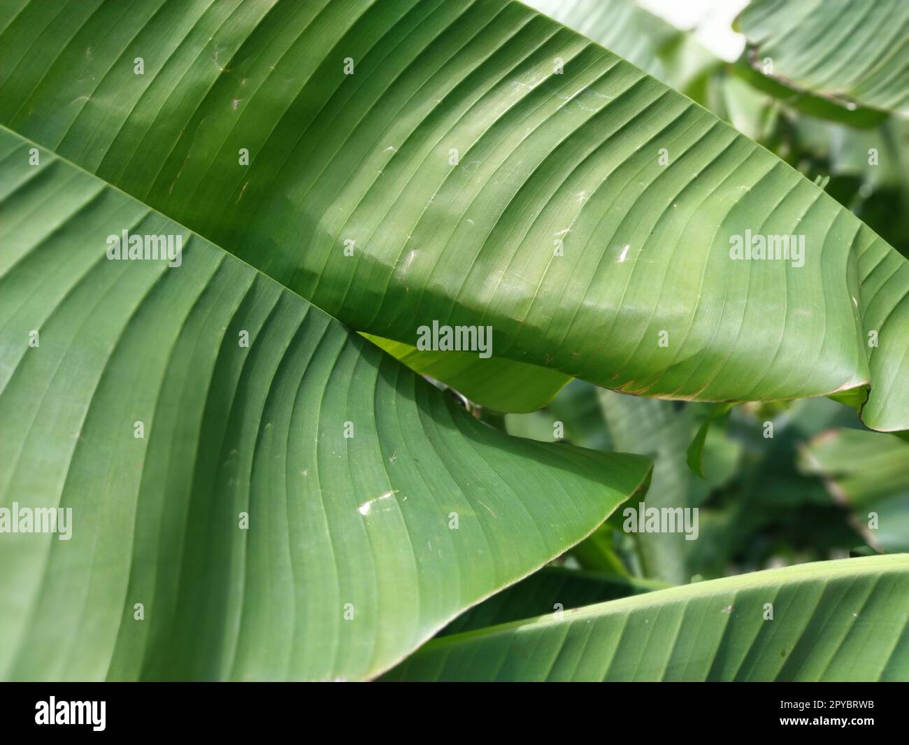 Grüne Bananenblätter in der Natur, Bananenblätter. Stockfoto