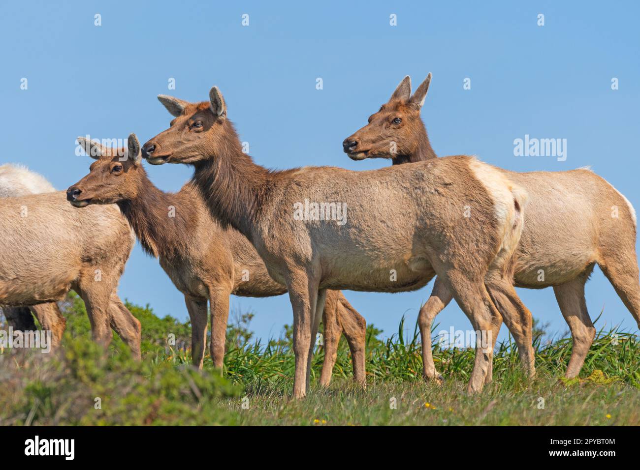 Tule Elk grast auf einem Küstenstreifen Stockfoto