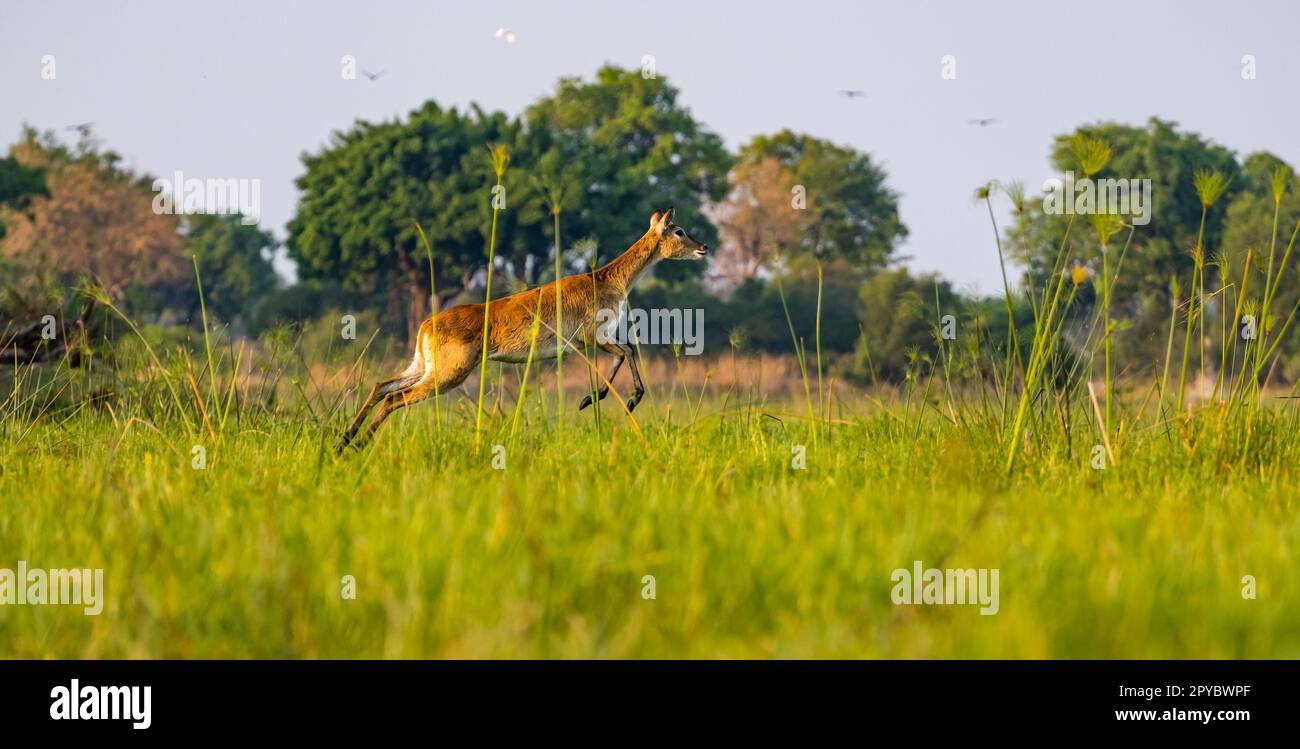 Eine rote Lechwe (Kobus leche), die in Feuchtgebieten, Okavanga Delta, Botsuana, Afrika, springt Stockfoto