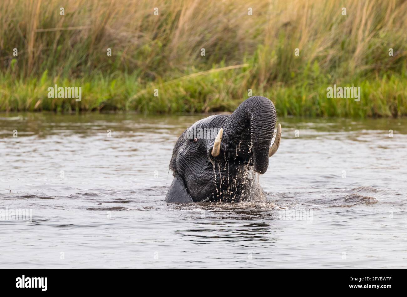 Ein afrikanischer Elefant (Loxodonta africana), der in Flussgewässern badet, Okavanga Delta, Botsuana, Afrika Stockfoto