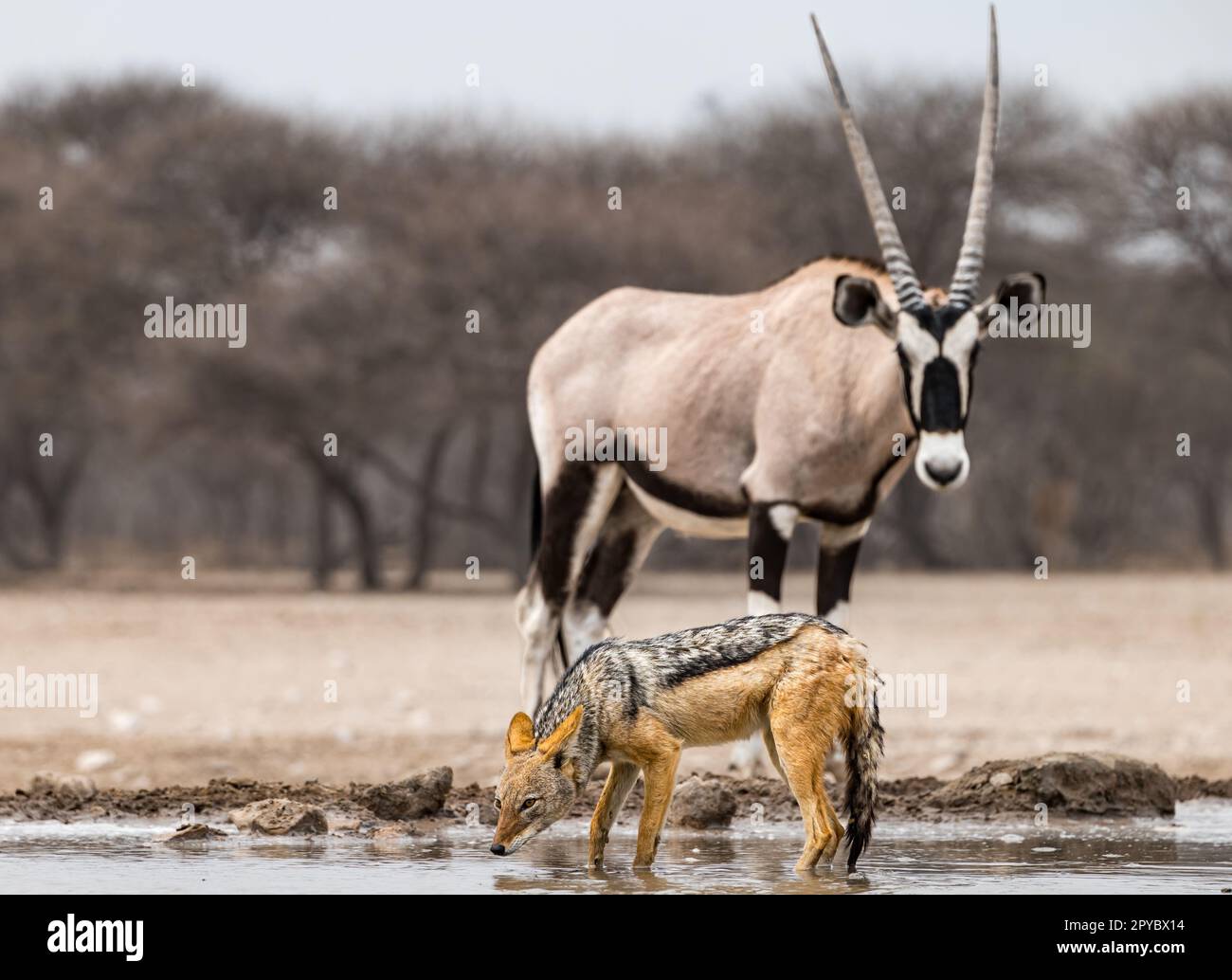 Oryx (Oryx gazella) und. Schwarzer Schakal (Lupulella mesomelas) Trinkwasser an einem Wasserloch, Kalahari Wüste, Botsuana, Afrika Stockfoto