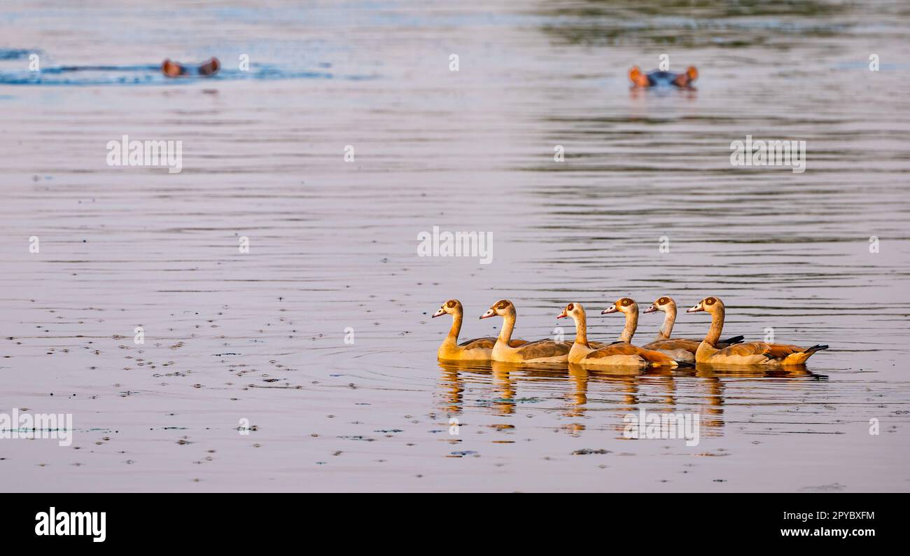 Eine Gruppe ägyptischer Gänse (Alopochen aegyptiaca), die von untergetauchten Nilpferden (Hippopotamus amphibius), Okavanga Delta, Botsuana, Afrika beobachtet wird Stockfoto