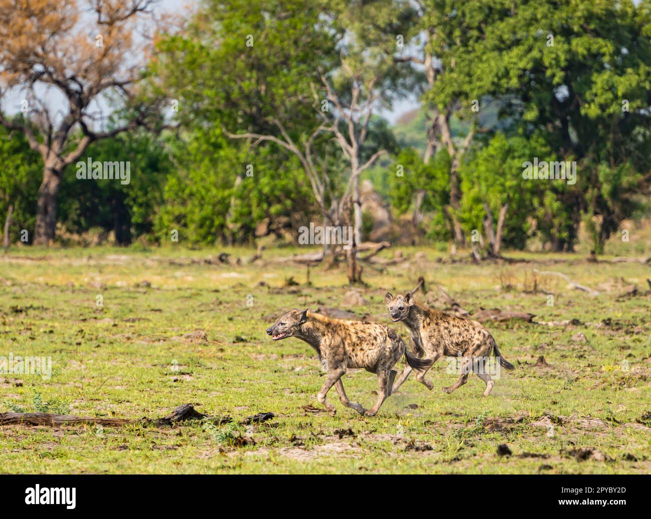 Ein Paar gefleckte Hyänen laufen (Crocuta crocuta), Okavanga Delta, Botsuana, Afrika Stockfoto