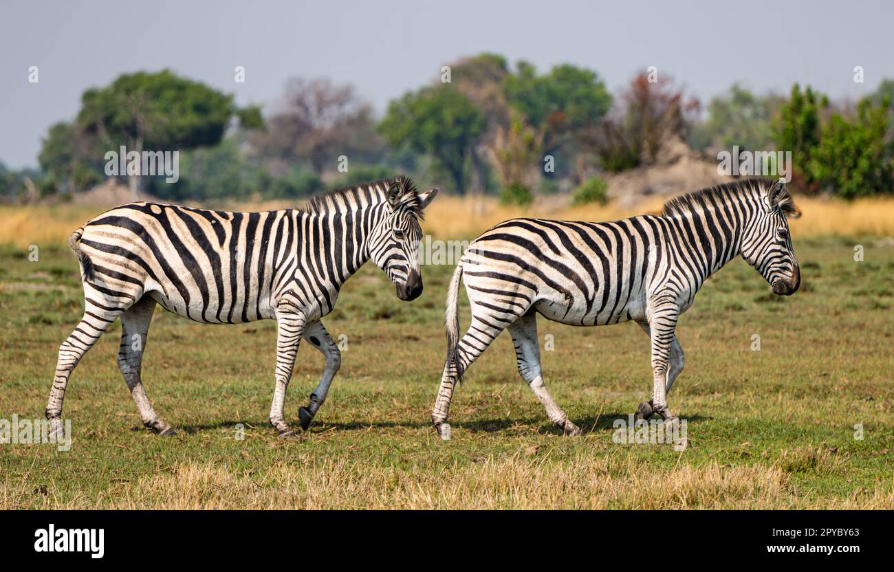 Ein Paar Zebras (Equus quagga) auf dem Okavanga Delta, Botswana, Afrika Stockfoto