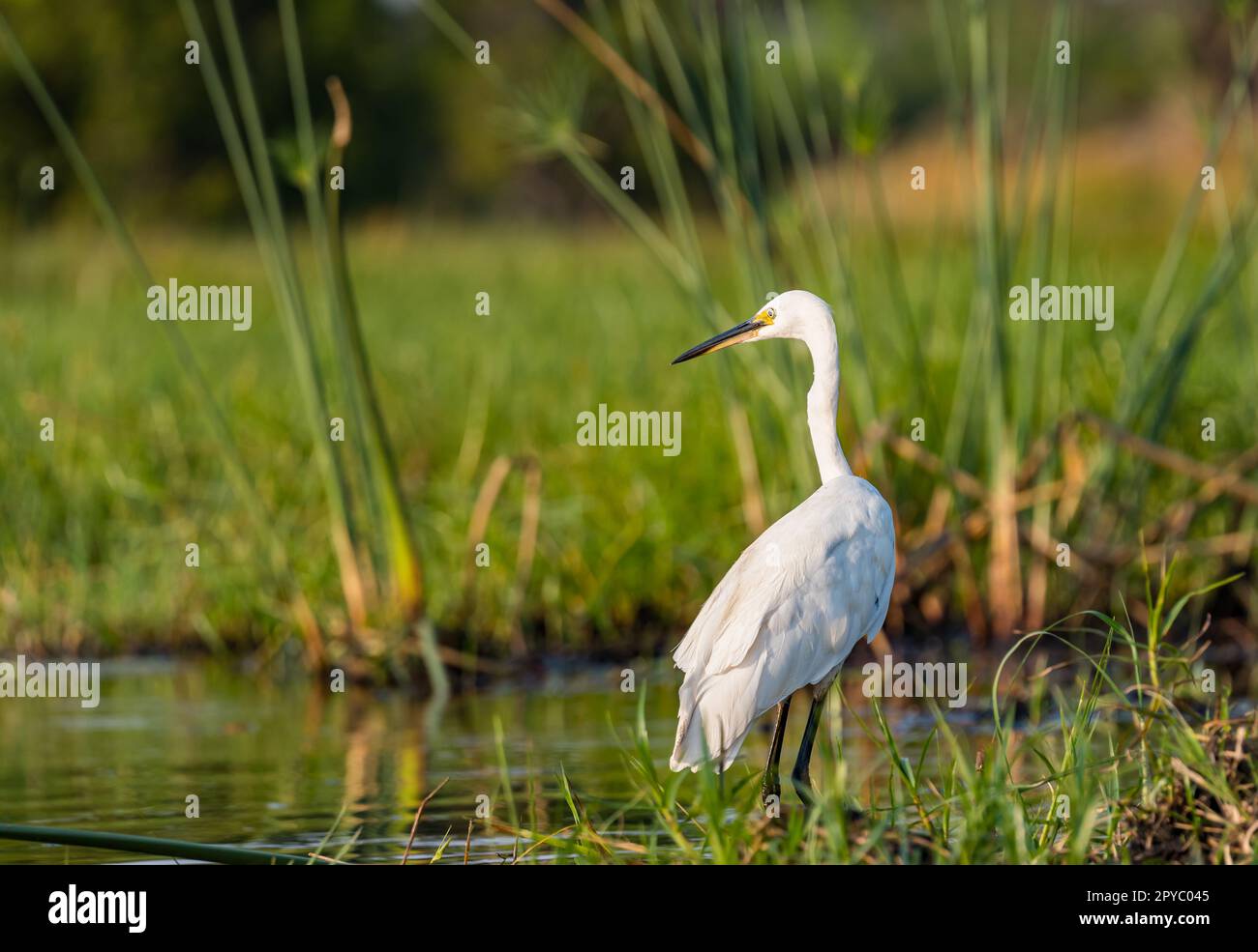 Afrikanischer Weißer Reiher (Ardea alba melanorhynchos, Casmerodius albus melanorhynchos) in Feuchtgebieten, Okavanga Delta, Botsuana, Afrika Stockfoto