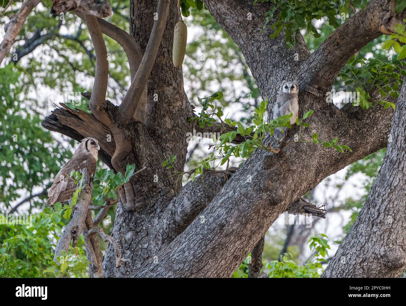Ein Paar Verreauxs-Eulen (Ketupa lacte), hoch oben in einem Baum, Okavanga Delta, Botsuana, Afrika Stockfoto
