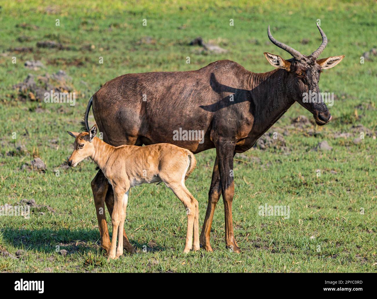 Eine weibliche Tsessebe-Antilope (Damaliscus lunatus lunatus) und neugeborenes Kalb, Okavanga Delta, Botsuana, Afrika Stockfoto