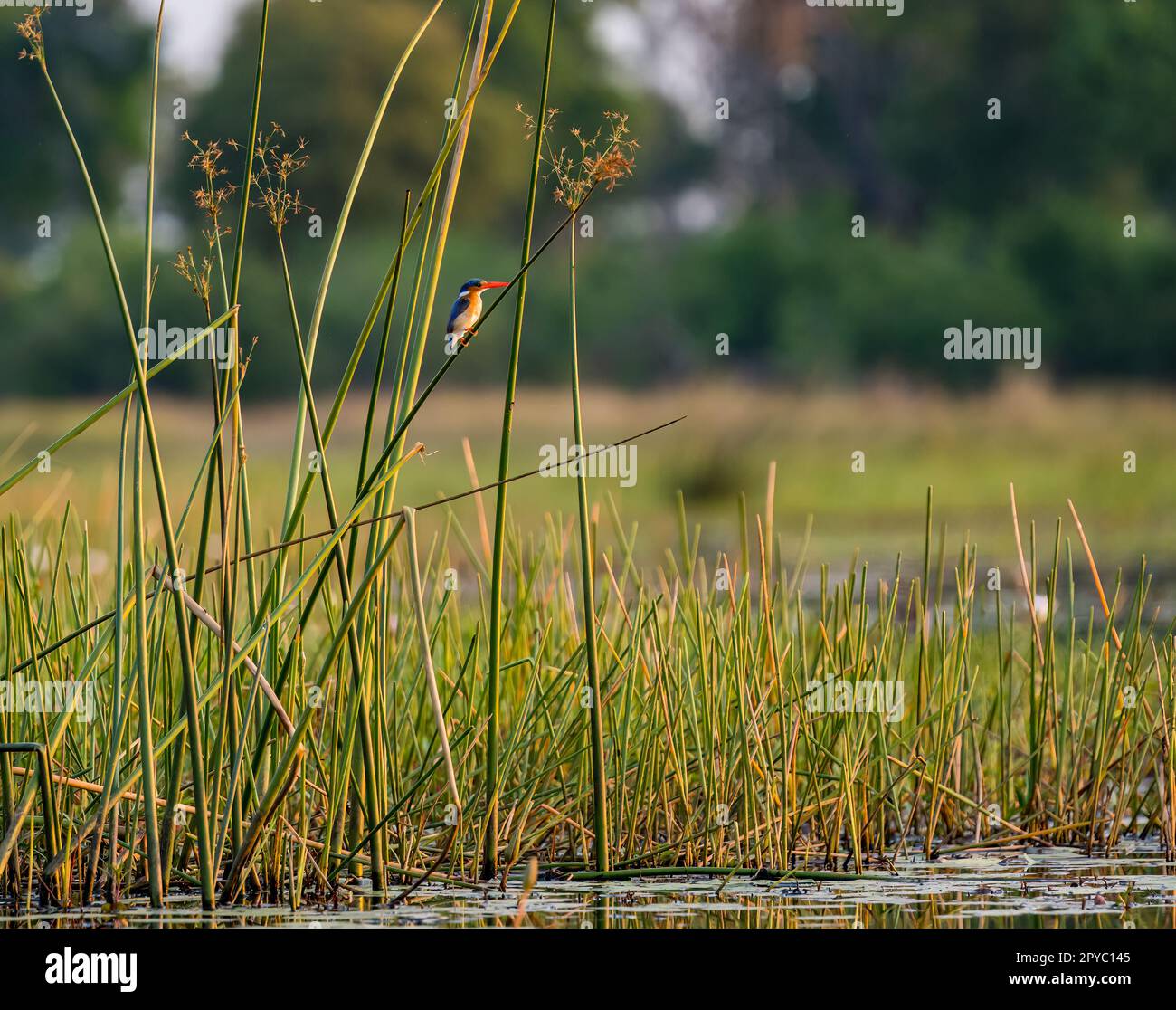 Malachitenkönigsfisher, die in Feuchtgebieten (Corythornis cristatus), Okavanga Delta, Botsuana, Afrika, zu einem Schilf schmuggeln Stockfoto