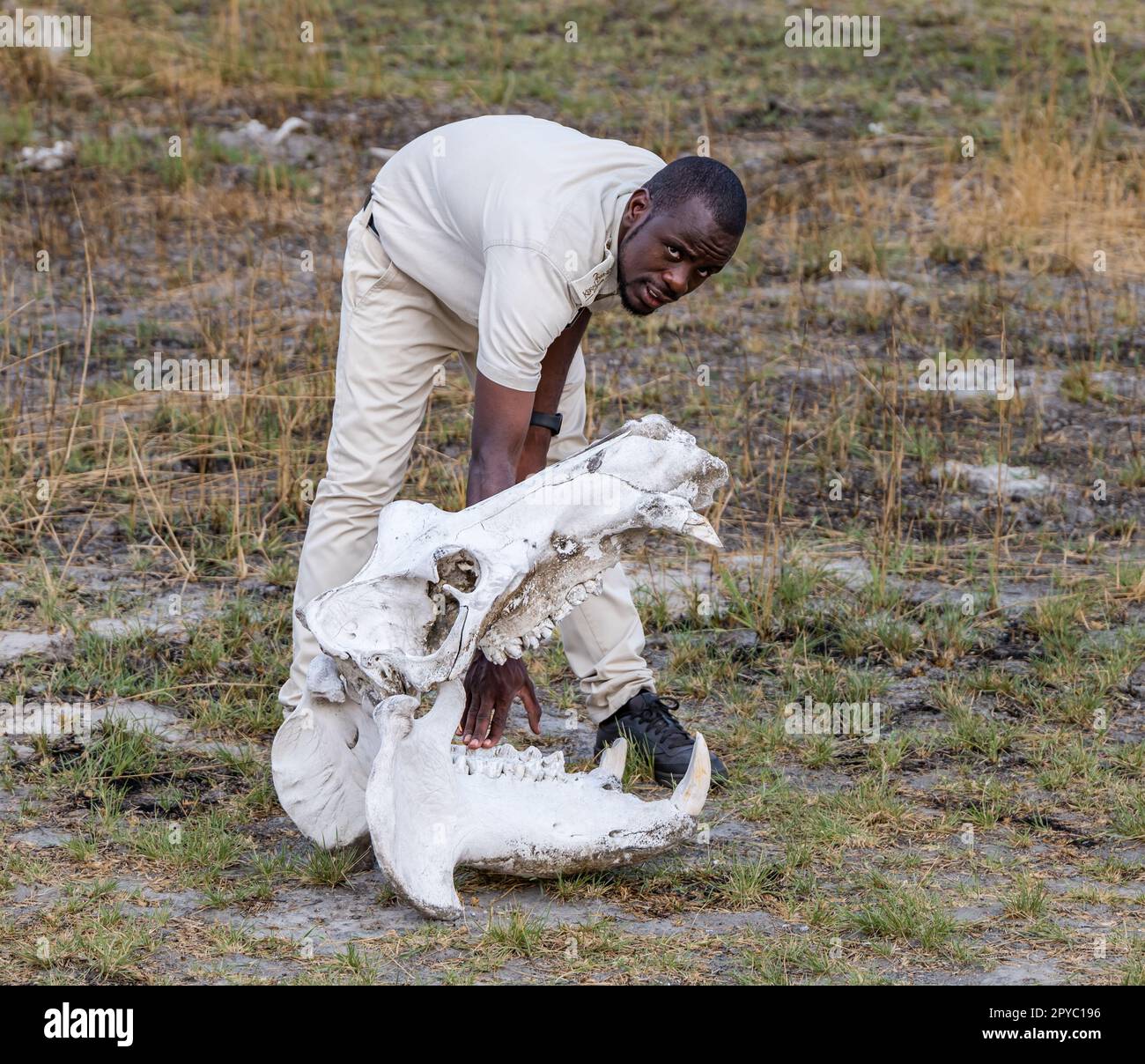 Ein afrikanischer Führer, der die Zähne eines Nilpferdes zeigt, Okavanga Delta, Botswana, Afrika Stockfoto