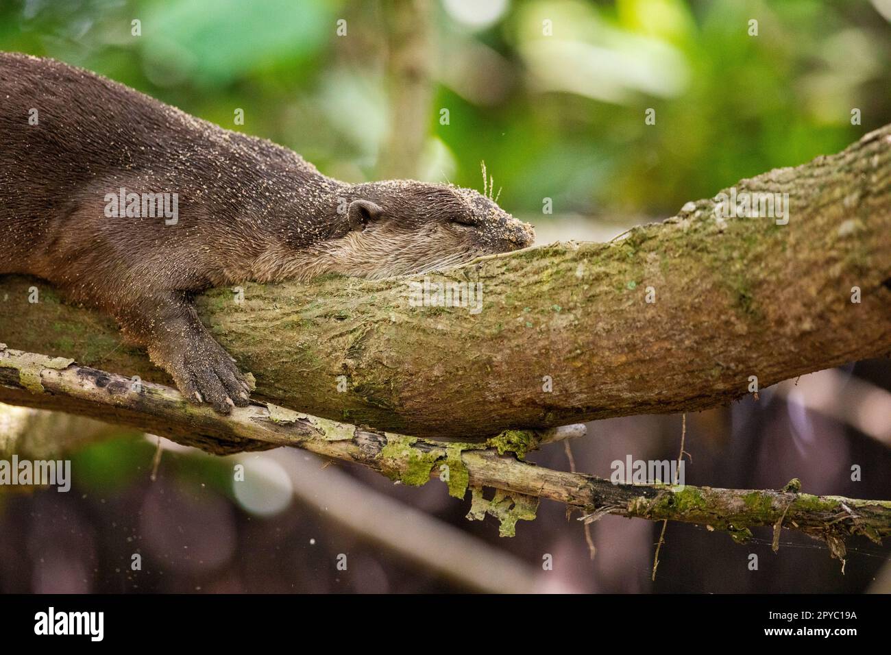 Glatt beschichtete Otter, die auf einem Ast über einem Mangrovenstrand in Singapur schlafen Stockfoto