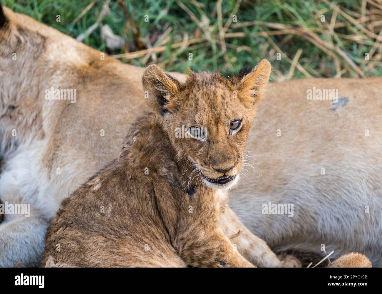 Nahaufnahme eines jungen afrikanischen Junges Panthera leo) neben einer weiblichen Löwin, Okavanga Delta, Botsuana, Afrika Stockfoto