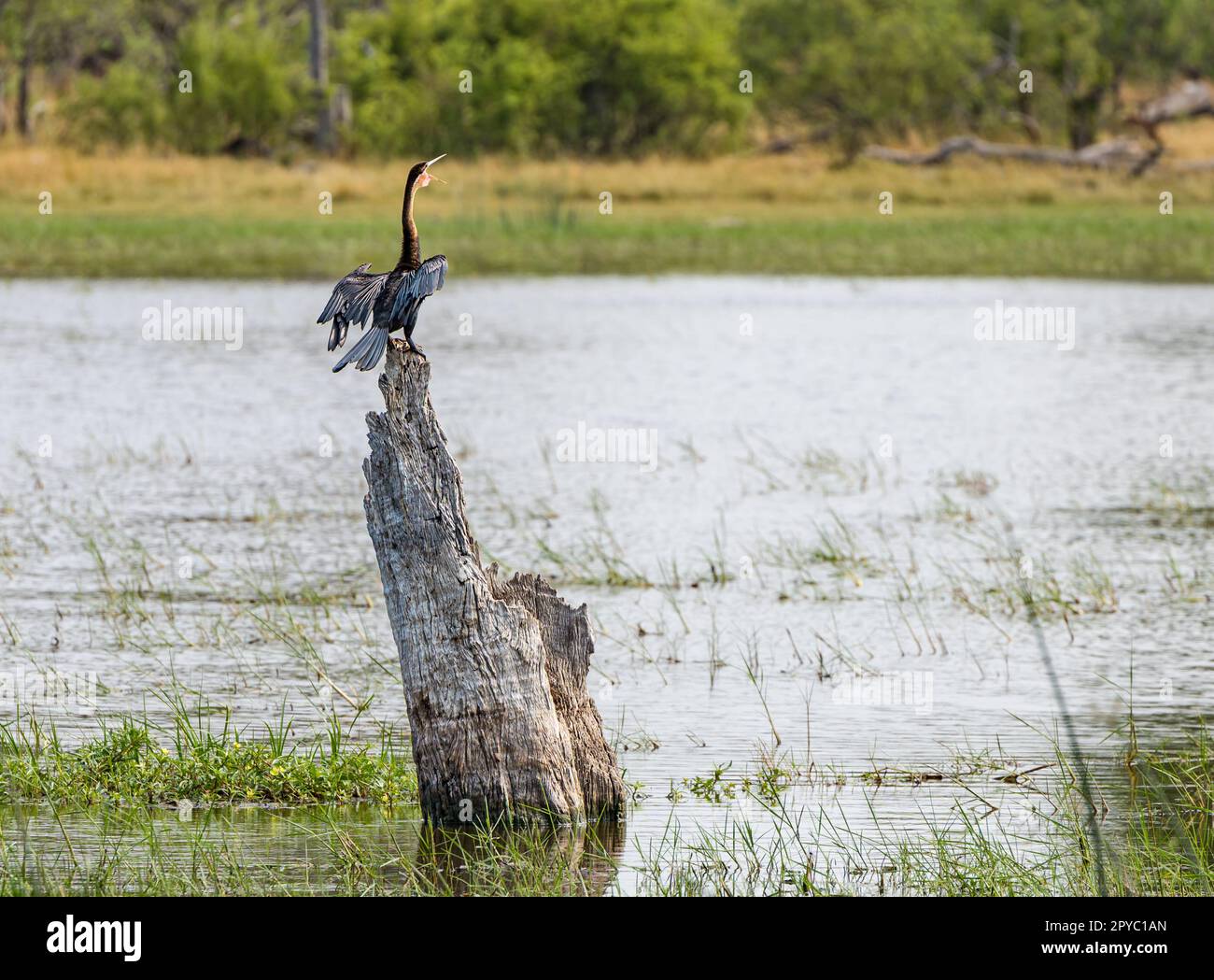 Ein afrikanischer Dart (Anhinga rufa oder Snakebird), der mit seinen Flügeln auf einem toten Baum, dem Okavanga Delta, Botsuana, Afrika, schwappt Stockfoto