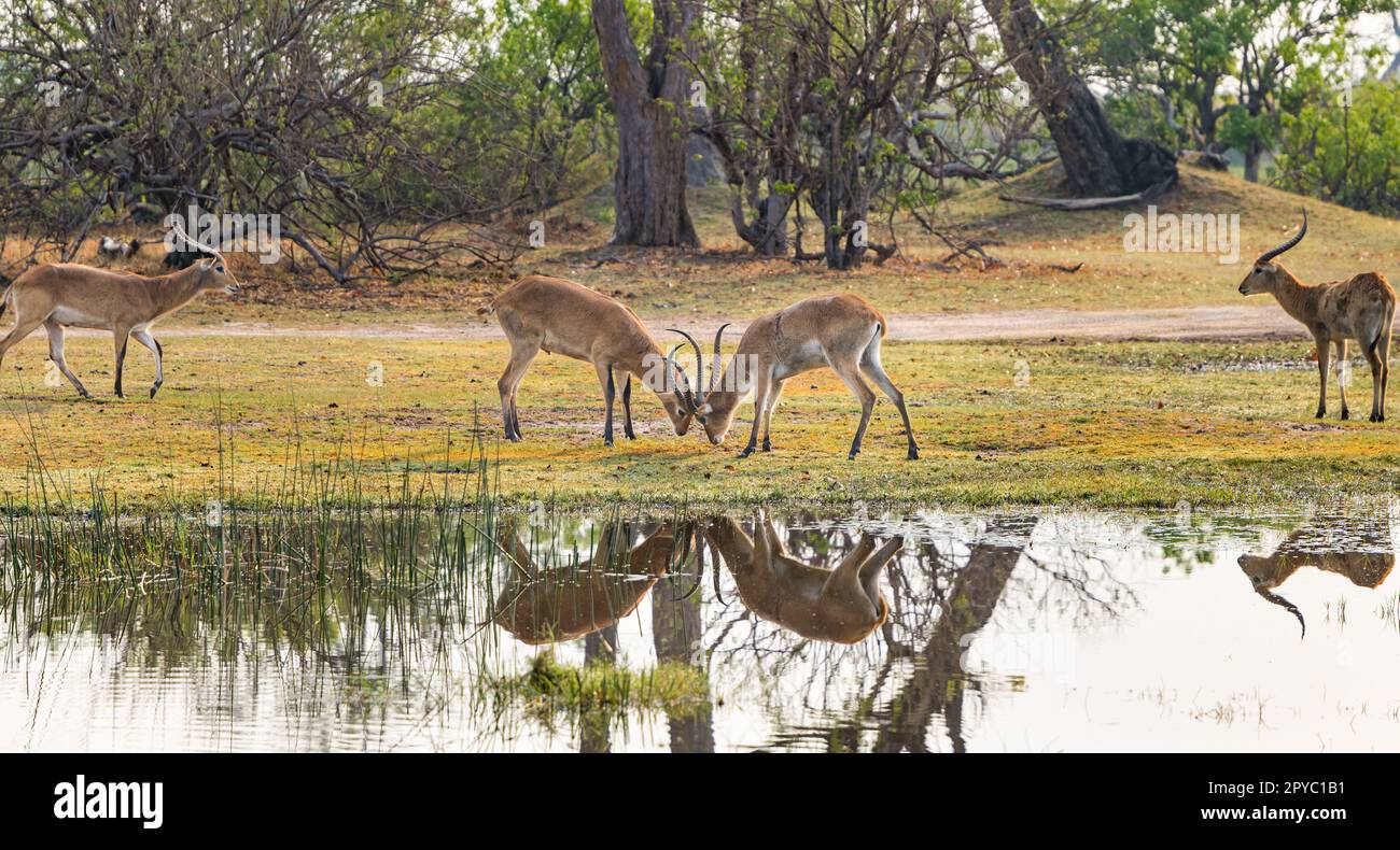 Ein Paar männliche rote Lechwe (Kobus leche), die hörnchenförmig einrasten, spielen Kämpfen am Wasser, Okavanga Delta, Botsuana, Afrika Stockfoto