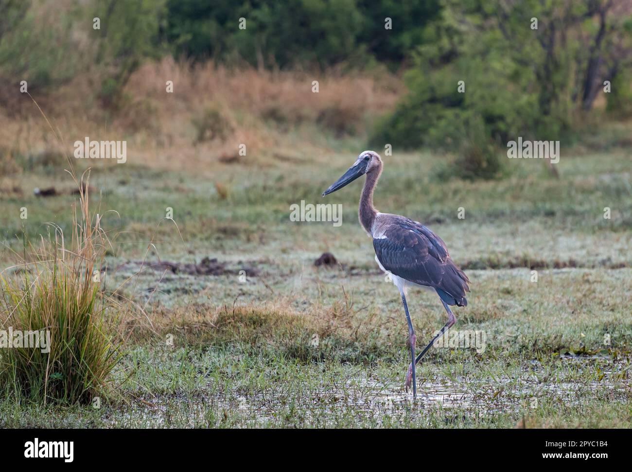 Juvenile Sattelstorche (Ephippiorhynchus senegalensis), Okavanga Delta, Botsuana, Afrika Stockfoto