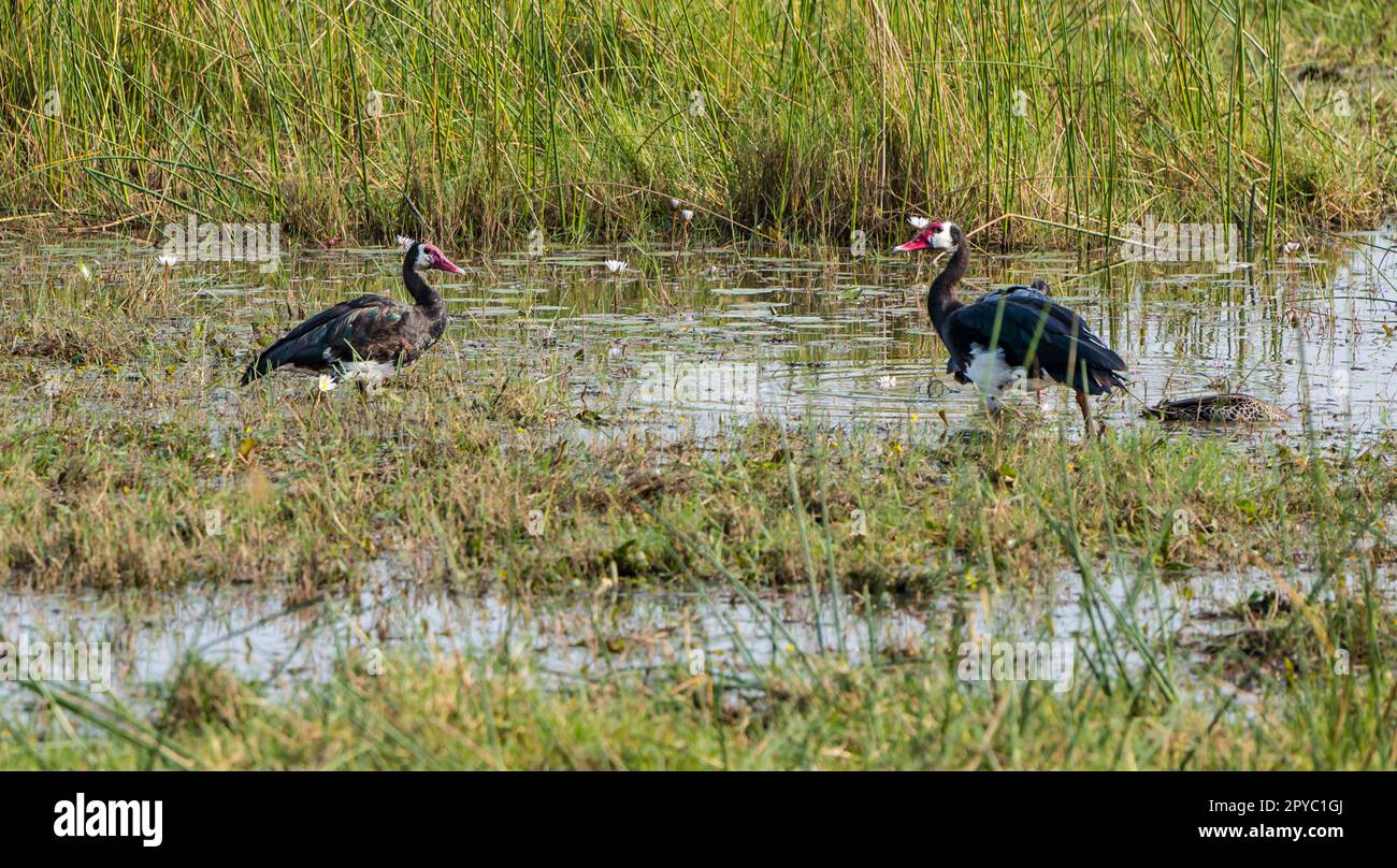 Ein Paar Sporenflügelgänse (Plectropterus gambensis) im Wasser, Okavanga Delta, Botsuana, Afrika Stockfoto