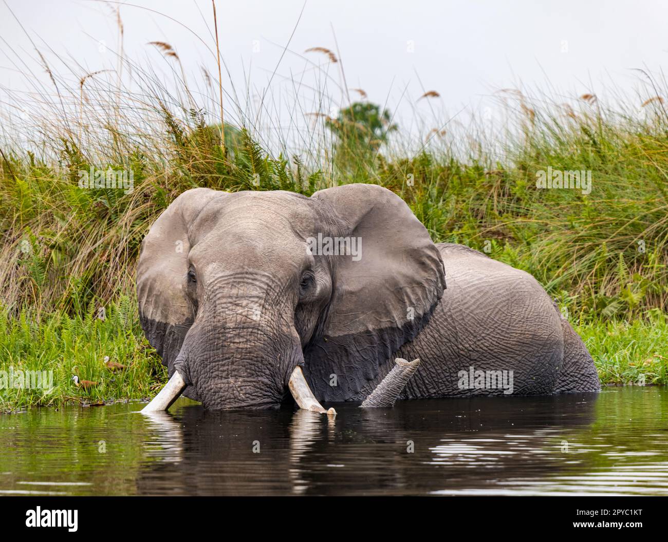 Ein afrikanischer Elefant (Loxodonta africana), der in Flussgewässern badet, Okavanga Delta, Botsuana, Afrika Stockfoto
