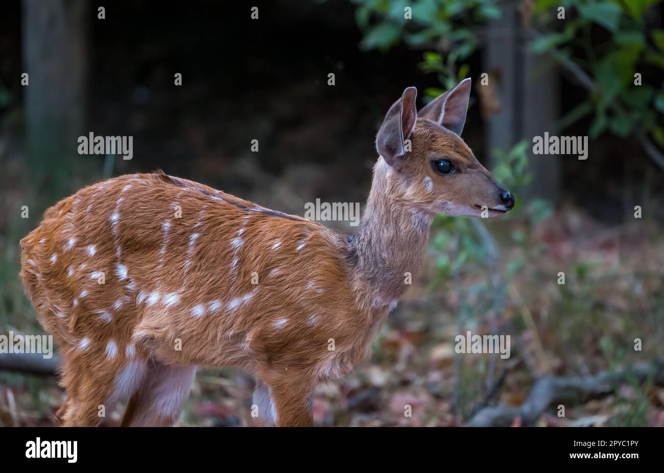 Nahaufnahme einer Buschbock-Antilope (Tragelaphus sylvaticus) in einem Wald, Okavanga Delta, Botsuana, Afrika Stockfoto