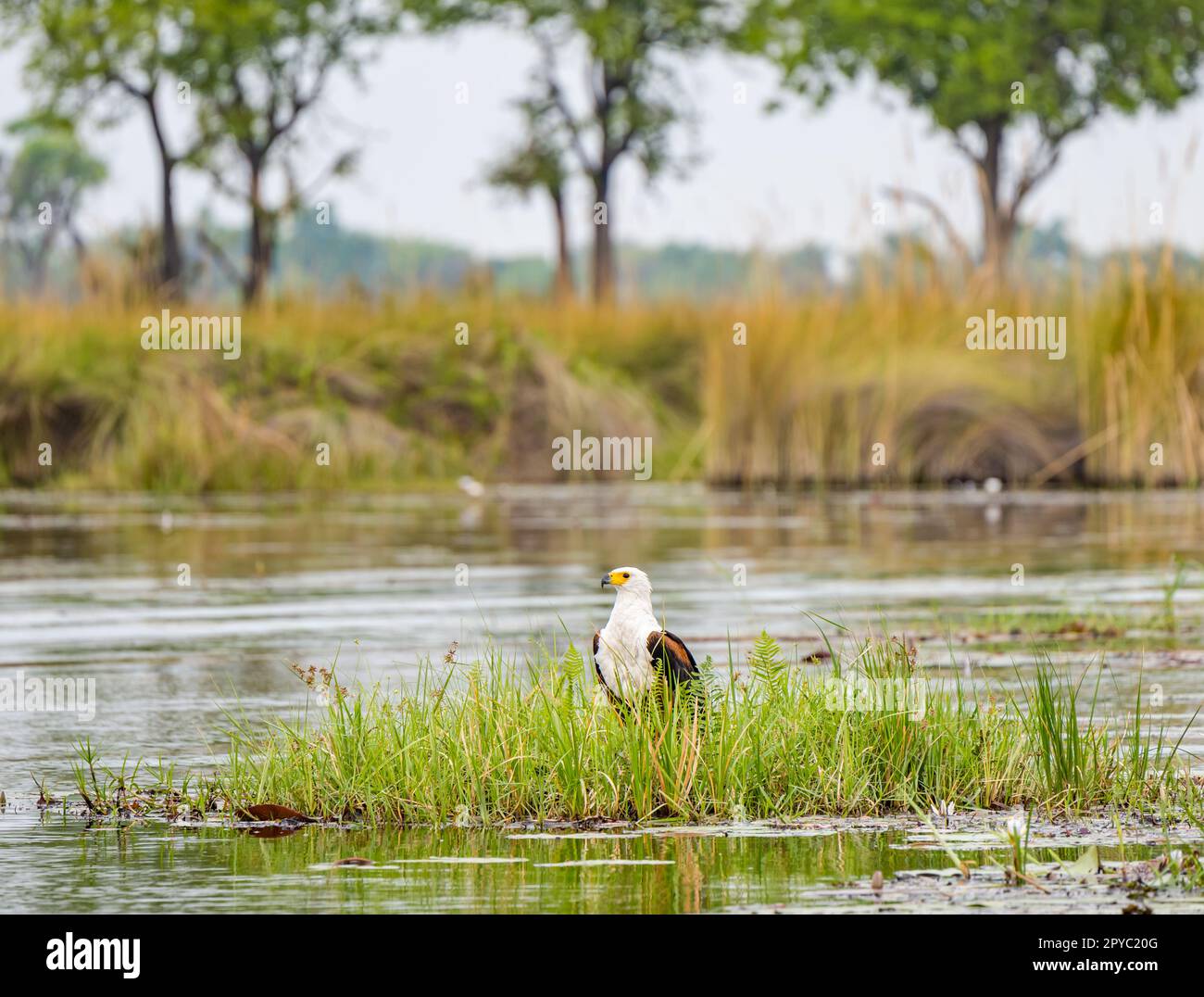 Ein afrikanischer Fischadler (Haliaeetus vocifer) auf einem Grasklumpen in einem Fluss, Okavanga Delta, Botsuana, Afrika Stockfoto