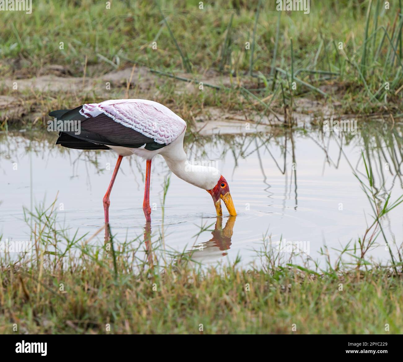 Ein Gelbschnabelstorch (Tockus leucomelas) Trinkwasser, Okavanga Delta, Botsuana, Afrika Stockfoto