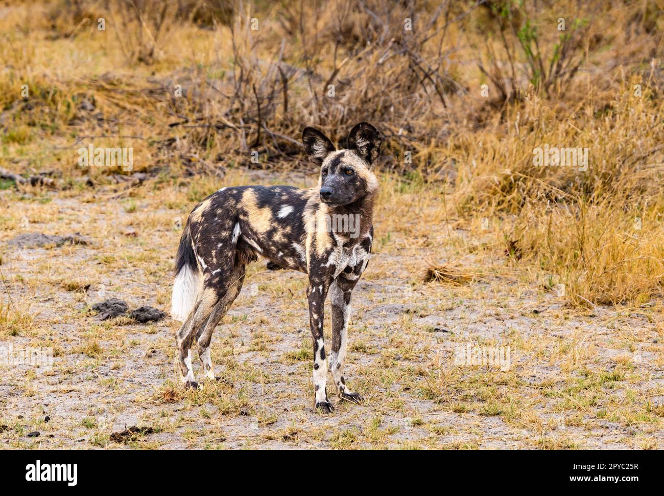 Ein afrikanischer Wildhund, Jagdhund, bemalter Hund oder bemalter Wolf (Lycaon pictus), Okavanga Delta, Botsuana, Afrika Stockfoto