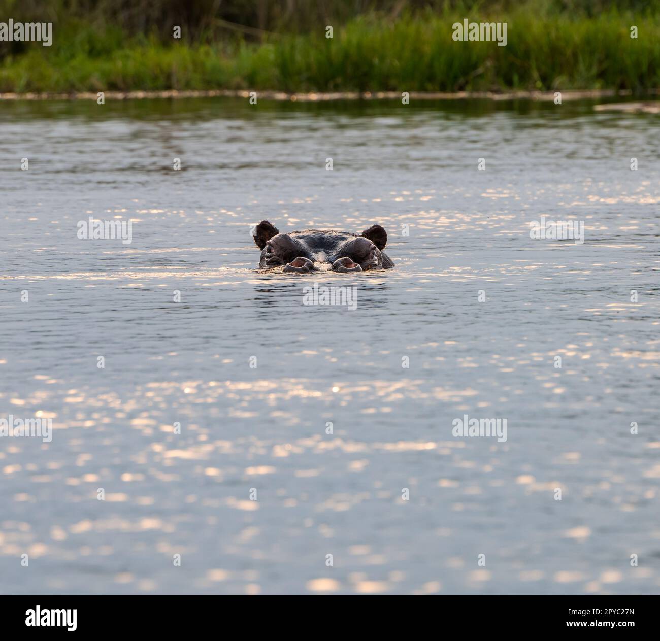 Ein wachsames Nilpferd (Hippopotamus amphibius) tauchte unter die Wasseroberfläche, Okavanga Delta, Botsuana, Afrika Stockfoto