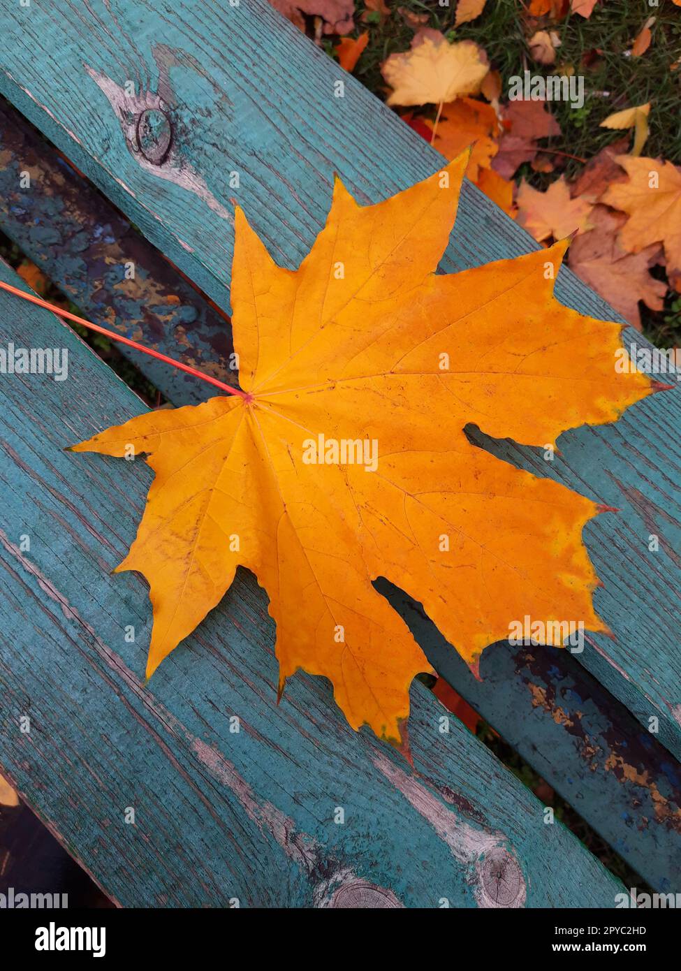 Gelbes Ahornblatt auf einer Holzbank in Nahaufnahme Stockfoto