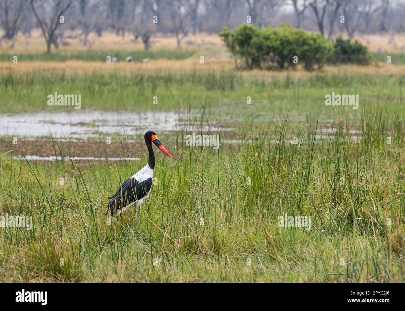 Ein afrikanischer Sattelstorch (Ephippiorhynchus senegalensis) in einem Sumpf, Oavanga Delta, Botsuana, Afrika Stockfoto