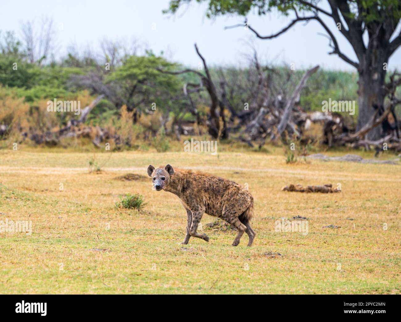 Eine gefleckte Hyäne (Crocuta crocuta), Okavanga Delta, Botsuana, Afrika Stockfoto
